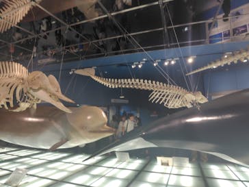 名古屋港水族館に投稿された画像（2025/9/17）