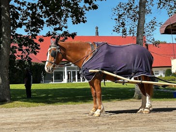 ノーザンホースパークに投稿された画像（2025/9/18）