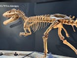 福井県立恐竜博物館に投稿された画像（2025/9/18）