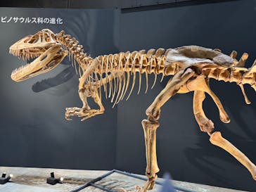 福井県立恐竜博物館に投稿された画像（2025/9/18）