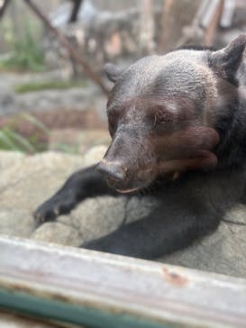 恩賜上野動物園に投稿された画像（2025/9/18）