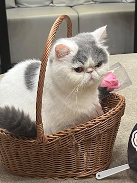 猫カフェモカ 名古屋栄店に投稿された画像（2025/9/18）