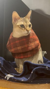 猫カフェモカ 名古屋栄店に投稿された画像（2025/9/18）