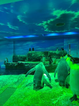 島根県立 しまね海洋館に投稿された画像（2025/9/18）