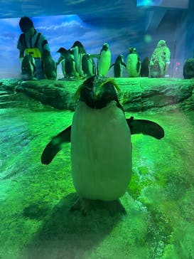 島根県立 しまね海洋館に投稿された画像（2025/9/18）