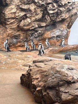 島根県立 しまね海洋館に投稿された画像（2025/9/18）