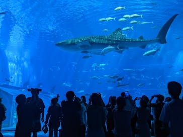 沖縄美ら海水族館に投稿された画像（2025/9/18）