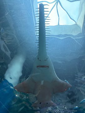 マクセル アクアパーク品川に投稿された画像（2025/9/18）