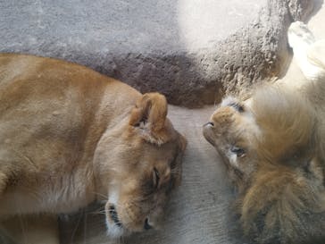 天王寺動物園に投稿された画像（2025/9/18）