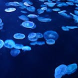 すみだ水族館に投稿された画像（2025/9/18）