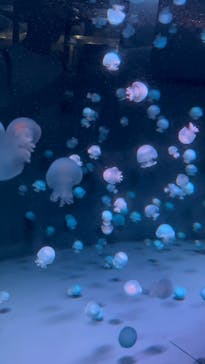 京都鉄道博物館×京都水族館に投稿された画像（2025/9/18）