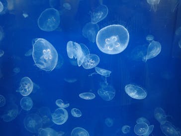 葛西臨海水族園に投稿された画像（2025/9/18）