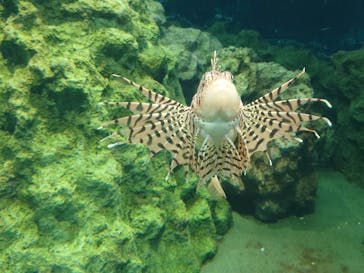 葛西臨海水族園に投稿された画像（2025/9/18）