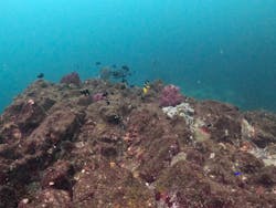 八幡野ダイビングセンターに投稿された画像（2025/9/18）