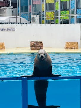 伊豆・三津シーパラダイスに投稿された画像（2025/9/18）