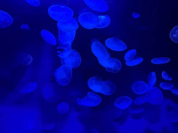 サンシャイン水族館に投稿された画像（2025/9/18）