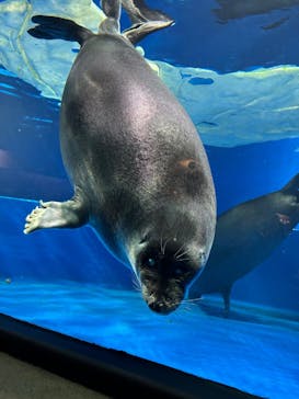 サンシャイン水族館に投稿された画像（2025/9/18）