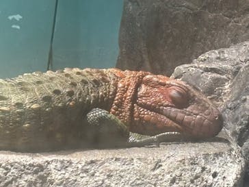 サンシャイン水族館に投稿された画像（2025/9/18）
