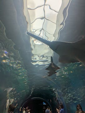 マクセル アクアパーク品川に投稿された画像（2025/9/18）