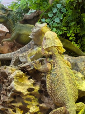 NARA IKIMONO MUSEUMに投稿された画像（2025/9/18）