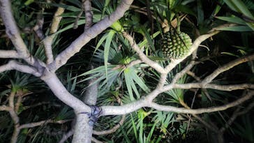 Nami宮古島に投稿された画像（2025/9/18）