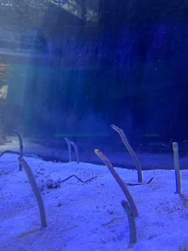 名古屋港水族館に投稿された画像（2025/9/18）