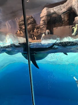 名古屋港水族館に投稿された画像（2025/9/18）