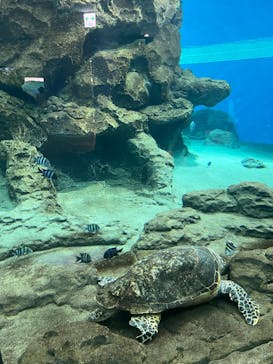 名古屋港水族館に投稿された画像（2025/9/18）
