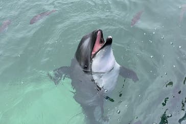 のとじま水族館に投稿された画像（2025/9/18）