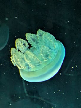 名古屋港水族館に投稿された画像（2025/9/18）