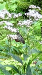 六甲高山植物園に投稿された画像（2025/9/18）