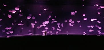 サンシャイン水族館に投稿された画像（2025/9/18）