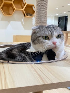 Cat Café MOFF グランベリーパーク店に投稿された画像（2025/9/19）