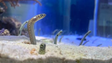 名古屋港水族館に投稿された画像（2025/9/19）