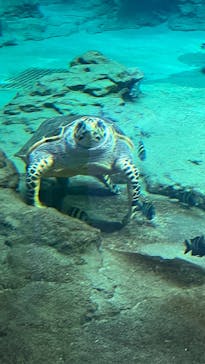 名古屋港水族館に投稿された画像（2025/9/19）