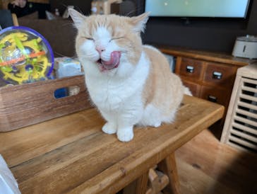 猫カフェモカ　池袋東口店に投稿された画像（2025/9/19）