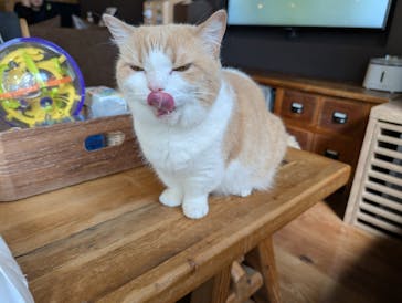 猫カフェモカ　池袋東口店に投稿された画像（2025/9/19）