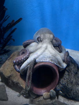 名古屋港水族館に投稿された画像（2025/9/19）