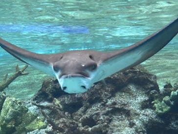 名古屋港水族館に投稿された画像（2025/9/19）