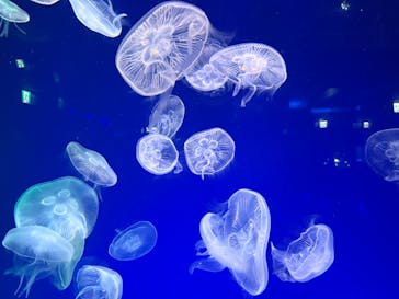 名古屋港水族館に投稿された画像（2025/9/19）