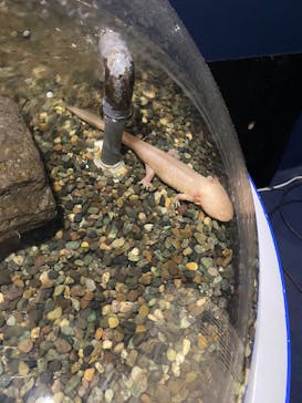 サケのふるさと 千歳水族館に投稿された画像（2025/9/19）