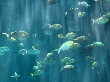 箱根園水族館に投稿された画像（2025/9/19）