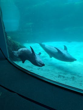 名古屋港水族館に投稿された画像（2025/9/19）