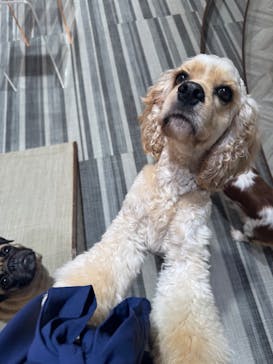 いぬカフェRio 池袋店に投稿された画像（2025/9/19）