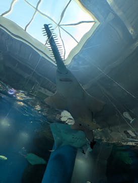 マクセル アクアパーク品川に投稿された画像（2025/9/19）