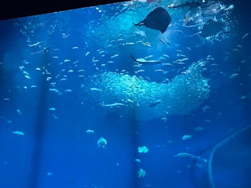 アクアワールド茨城県大洗水族館に投稿された画像（2025/9/19）