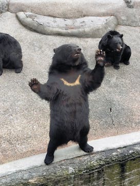 奥飛騨クマ牧場に投稿された画像（2025/9/19）