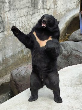 奥飛騨クマ牧場に投稿された画像（2025/9/19）