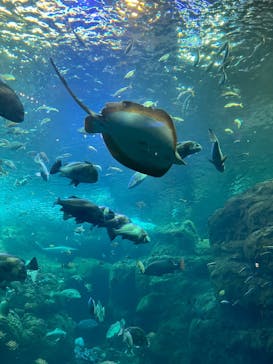 新江ノ島水族館に投稿された画像（2025/9/19）