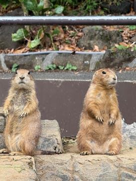 伊豆シャボテン動物公園に投稿された画像（2025/9/19）